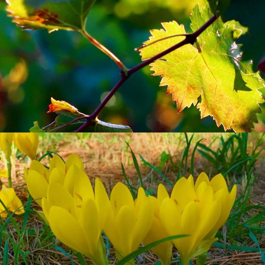 La Maison Grenadine Pres Du Canal Du Midi Tourouzelle Екстер'єр фото